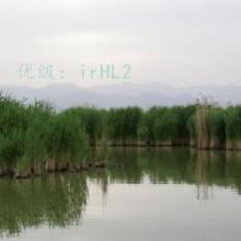 ḻ